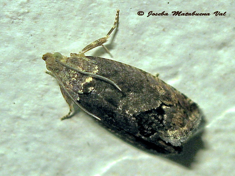 Tortricidae: Notocelia uddmanniana ?   No, Cydia splendana